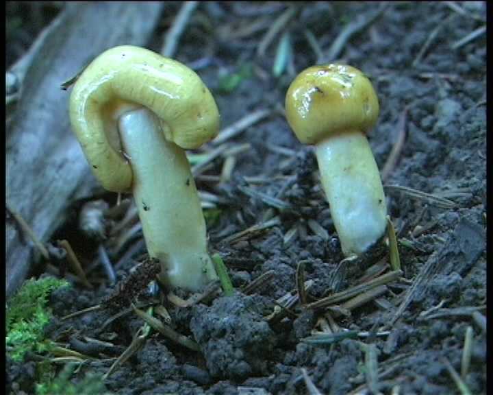 Winkel ( FRA ) 28.08.2004   2 Serie